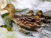 Enten
