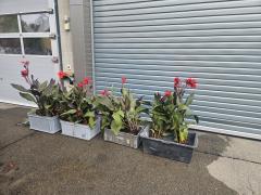 Canna Indica