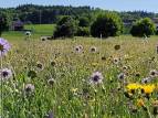 Informationsanlass "BiodiversitätsGärten" vom 24.Juni 2026